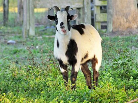 Selecting a Goat. At Black Walnut Farm, we understand that adding new additions to your farm is an exciting time for the whole family. We provide a safe and fun environment for your family to view our kids, so you can select the perfect kid. Available Fainting Goats.